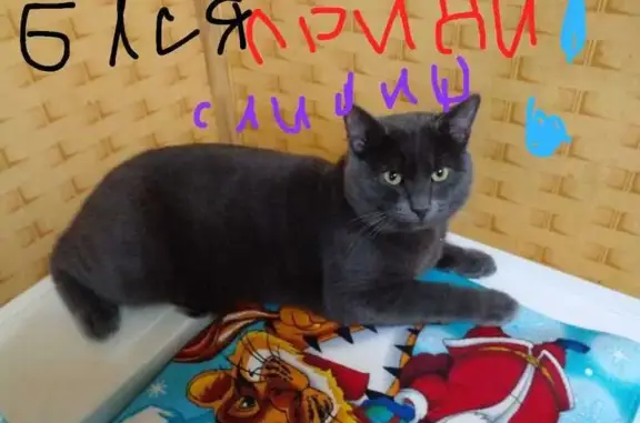 Кошки потеряшки, Шангалы, фото: Потеряшка кошка, ул. Ядовина, Шангалы