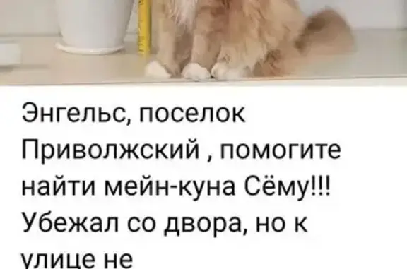 Кошки потеряшки, Приволжский, фото: Потеряшка рыжая кошка, Инициативная ул.