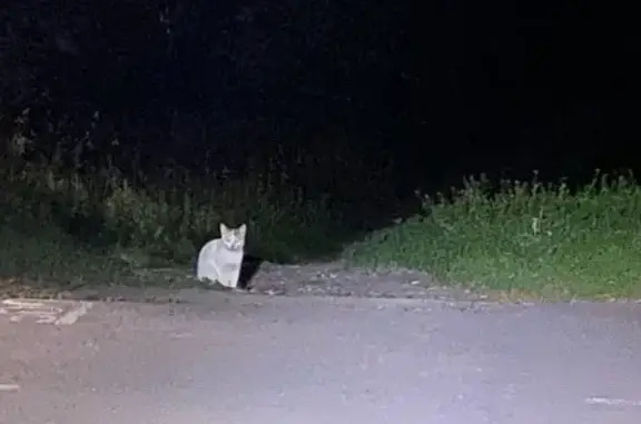 Найдена кошка, Димитровград, фото: Котенок найден: Аллея учителей, Димитровград