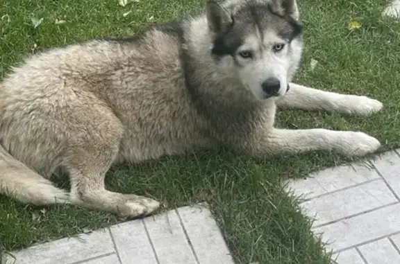 Хаски найдена, п. Октябрьский, Октябрьский