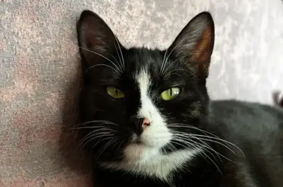 Кошки потеряшки, Болгар, фото: Потеряшка кошка, ул. Шеронова, 28, Болгар