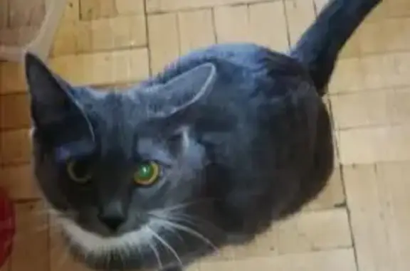 Кошка найдена на Ленина 136, Новоуральск