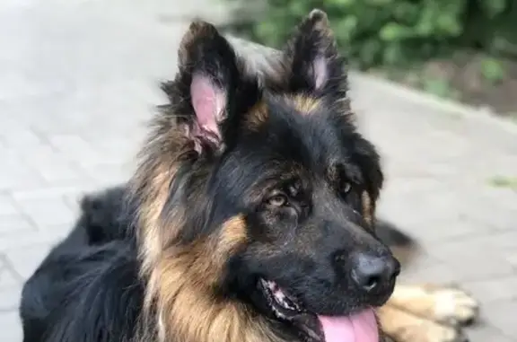 Собака найдена: Сормовская 204/7, Краснодар