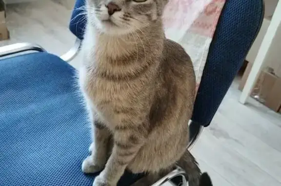 Кошки потеряшки, Ненецкий автономный округ, фото: Потеряшка серая кошка, ул. Искателей, НАО