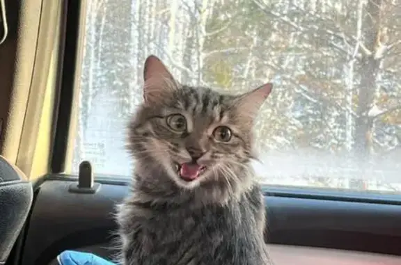 Кошки потеряшки, Томск, фото: Потеряшка кошка, Яковлева 2/1, Томск