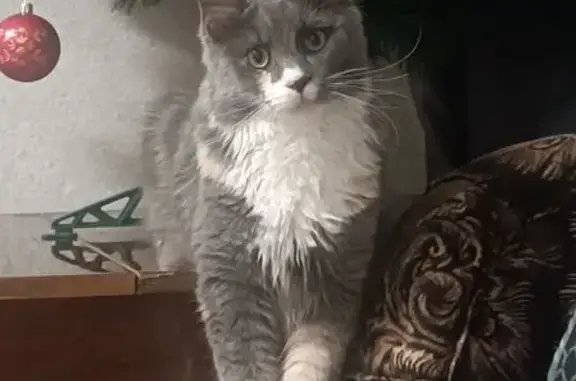 Кошки потеряшки, Балашиха, фото: Потеряшка кошка, ул. Карла Маркса, 16