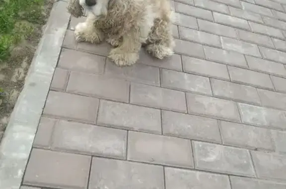 Светло-рыжий кокер в Видном, МО