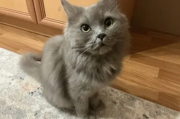 Найдена кошка, ул. Нечаева, Елабуга