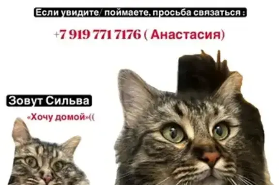 Пропала кошка, Профсоюзная ул. 34 к1