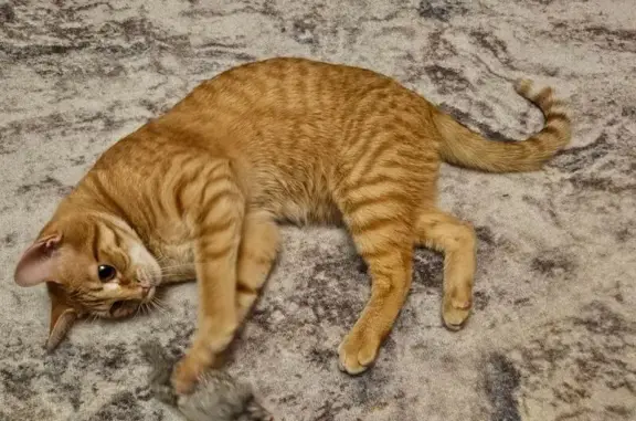 Пропал кот в СНТ 