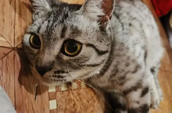 Пропала кошка, Пионерская ул., 12, Кинешма