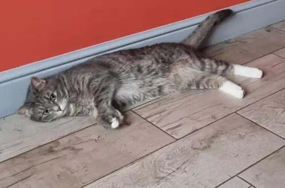 Кошки потеряшки, Лесколовское сельское поселение, фото: Потеряшка кошка, Сифоловская дорога