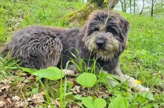 Собаки потеряшки, Сочи, фото: Потеряшка собака, Хоста, ул. Володарского, 10А