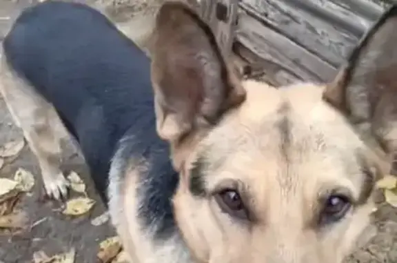 Собаки потеряшки, Суровикино, фото: Потеряшка овчарка Грей, ул. Ленина 122