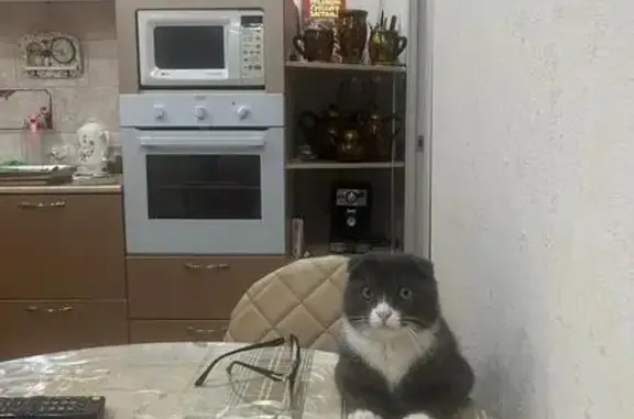 Пропала вислоухая кошка, ул. Ванина