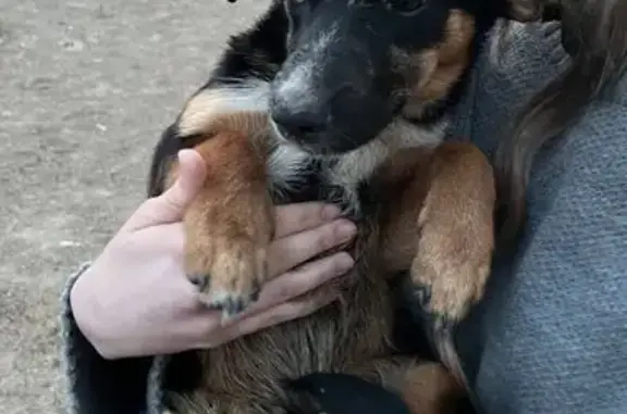 Найдена собака, Рубцовск, фото: Собака найдена на ул. Федоренко, 14, Рубцовск