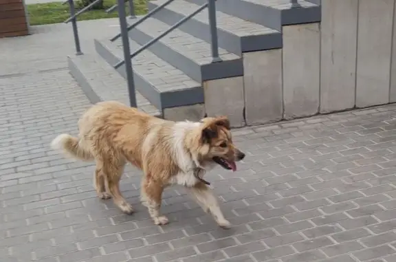 Собака найдена: проспект Победы, 97