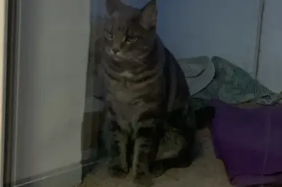 Кошки потеряшки, Екатеринбург, фото: Потеряшка кошка, ул. Стачек, 59, Екатеринбург