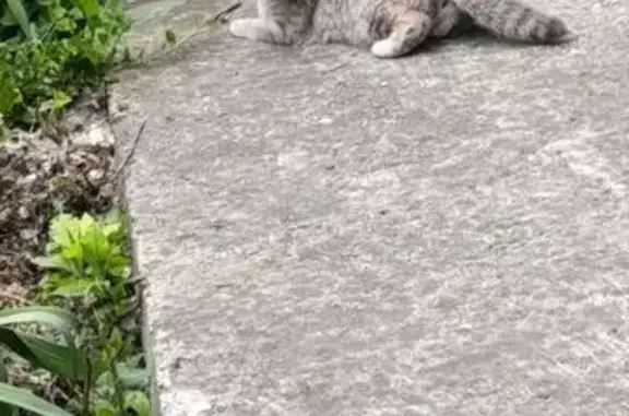 Найдена кошка, Ульяновск, фото: Найдена кошка, ул. Артёма, 18, Ульяновск