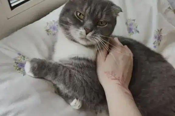 Пропала кошка, ул. Симоновский Вал, 8