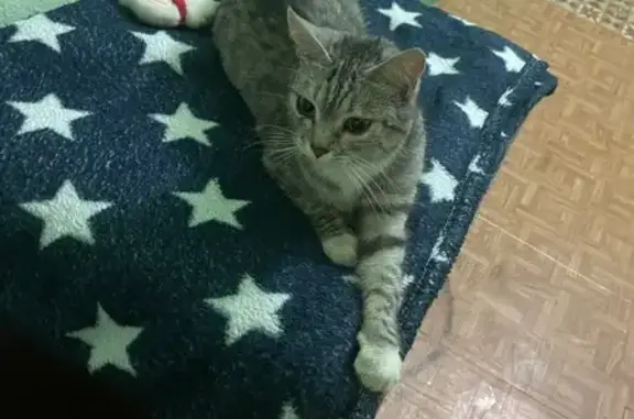 Найдена кошка, Ульяновск, фото: Кошка найдена, пр. Врача Сурова, 33, Ульяновск