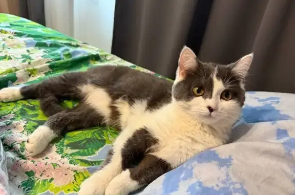 Кошки потеряшки, Сухиничи, фото: Потеряшка кошка, ул. Будённого 9, Сухиничи