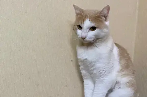 Пропала кошка, Рабочая ул., Нижневартовск