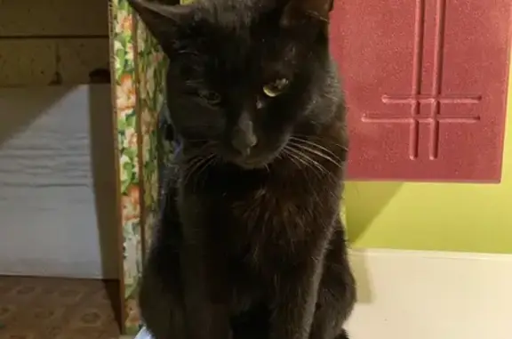 Кошки потеряшки, Иваново, фото: Потеряшка черный кот, ул. Куликова, 16