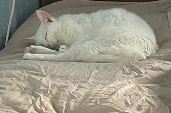 Найдена кошка, Кемерово, фото: Белая кошка найдена на Октябрьском, 87