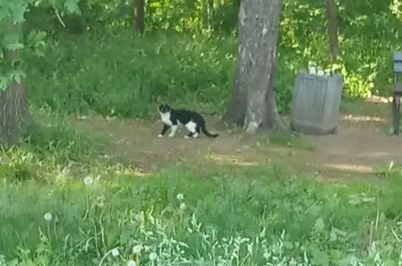 Найдена кошка у лесопарка, Чечулина 14