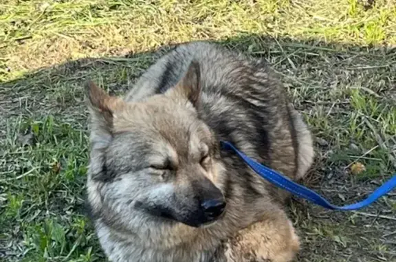 Найдена собака, Ваганово массив, фото: Собака найдена у трассы в Ваганово