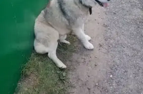 Собака найдена: ул. Маяковского, 19