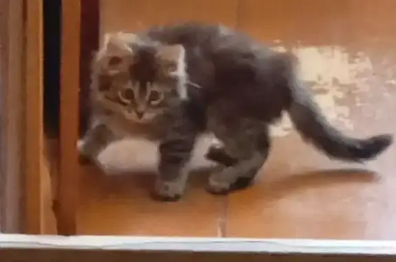 Кошка найдена: Чебоксары, Чувашия