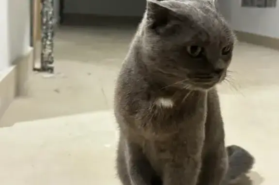 Вислоухая кошка найдена на Шарданова, 28