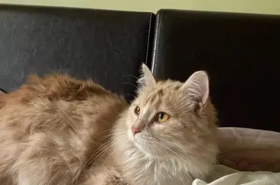 Пропала кошка, ул. Куйбышева, 31, Симферополь