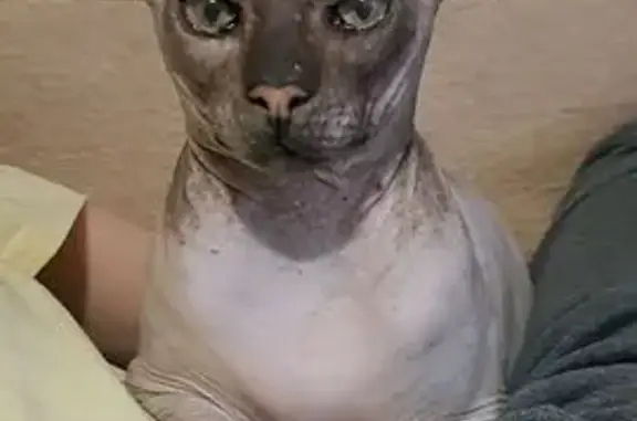 Кошки потеряшки, Долгодеревенское, фото: Потеряшка кошка, ул. Дружбы 10, Долг.