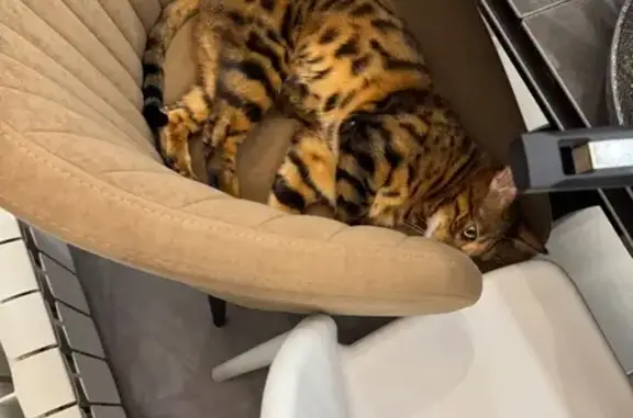 Кошки потеряшки, Уфа, фото: Потеряшка бенгальская кошка, Уфа, Новоусадебная 8