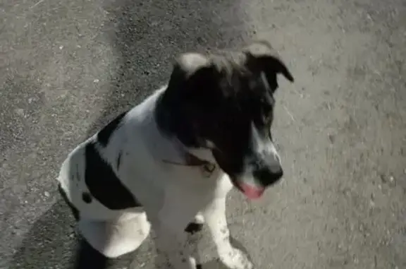 Найдена собака: ул. Якташлар, 24, Казань