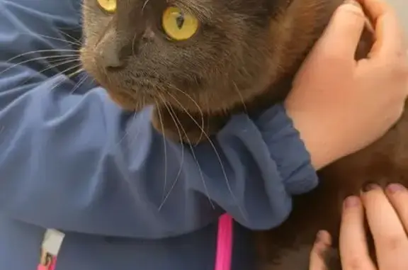 Кошка найдена, б-р Космонавтов, Омск