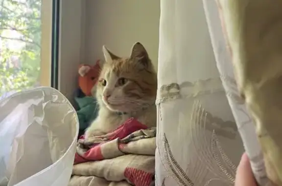 Кошка найдена на Обводного, 121А, СПб