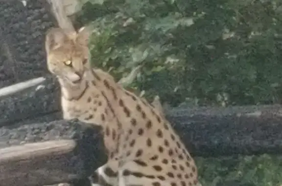 Найдена кошка, Брянск, фото: Кошка Ашера найдена, Институтская 122
