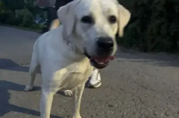 Найдена собака, Воронеж, Беговая 24