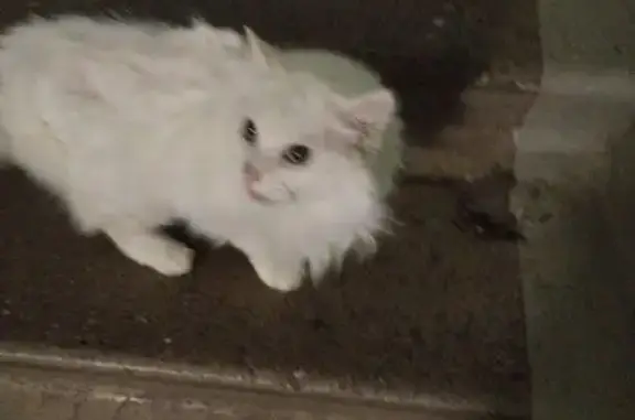 Белая кошка найдена: Новомытищинский 45 к4