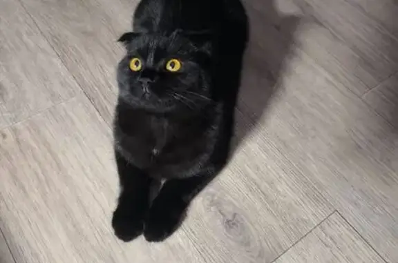 Найдена кошка, Краснодар, фото: Найдена кошка, ул. Трошева, 37, Краснодар
