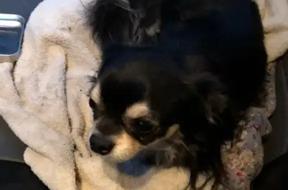 Чишка найден на Мичуринская, 90, Тамбов