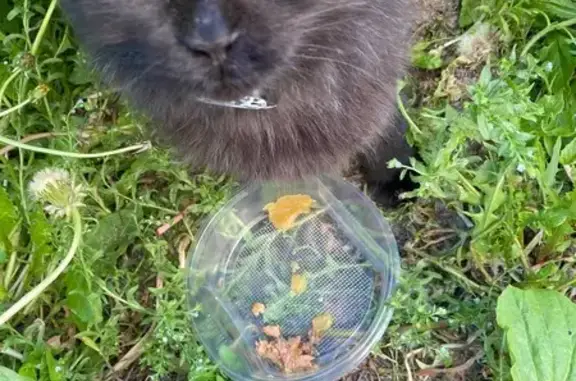 Кошка найдена: Айдарова 18, Казань