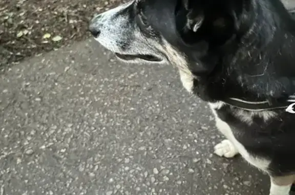 Найдена собака, Москва, фото: Собака найдена: Ленинский проспект 121/1к2