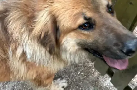 Найдена собака, Московская область, фото: Найдена собака в МО: Рыжий с черным.