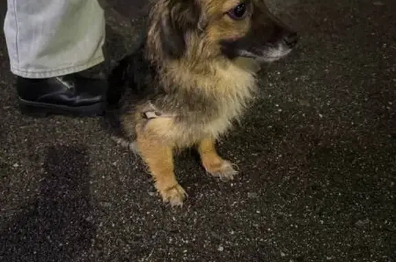 Найдена собака, Чебоксары, фото: Собака найдена: пр. Тракторостроителей