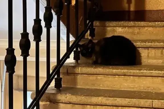 Найдена кошка, Санкт-Петербург, фото: Кошка найдена: Большая Пушкарская, 15